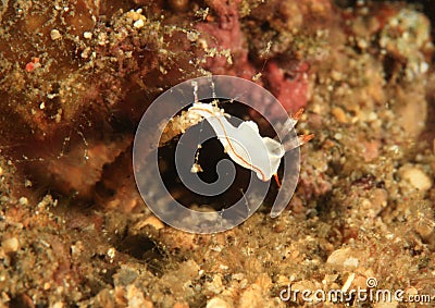 Nudibranch â€“ glossodoris electra Stock Photo
